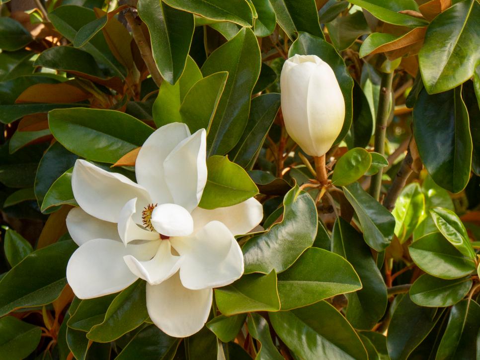 Magnolia Dwarf Coco | Creamy White Fragrant Plant | Premium Ornamental Shrub — photo 2