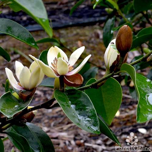 Magnolia Dwarf Coco | Creamy White Fragrant Plant | Premium Ornamental Shrub — photo 3