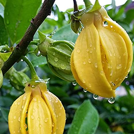 Hari Champa Plant | Golden Yellow Fragrant Flowers | Premium Garden Plant