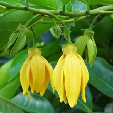 Hari Champa Plant | Golden Yellow Fragrant Flowers | Premium Garden Plant — photo 2