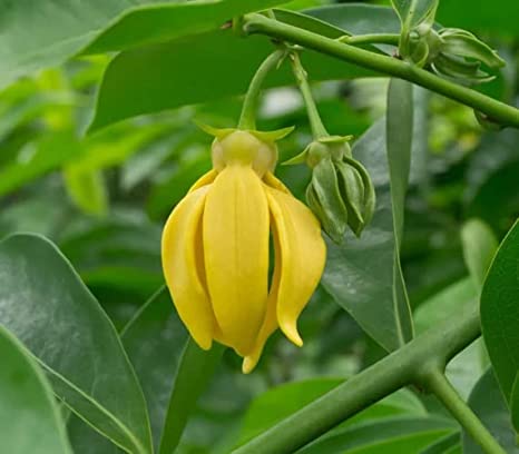 Hari Champa Plant | Golden Yellow Fragrant Flowers | Premium Garden Plant — photo 3