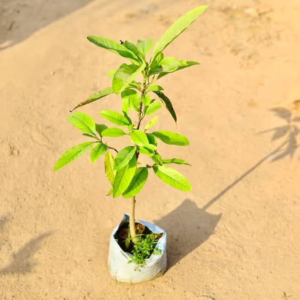 Hari Champa Plant | Golden Yellow Fragrant Flowers | Premium Garden Plant — photo 4