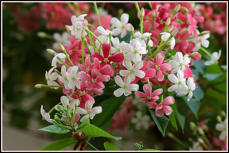Madhobilota Creeper Plant | White to Red Fragrant Flowers | Fast Growing Flowering Vine