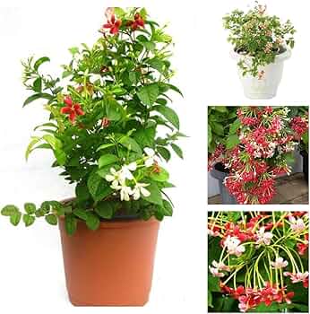 Madhobilota Creeper Plant | White to Red Fragrant Flowers | Fast Growing Flowering Vine — photo 2