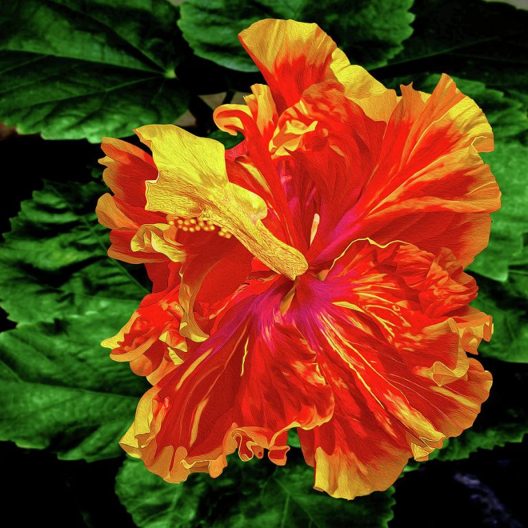 Hibiscus Ruffled Fire Glow | Red – Yellow Bicolor Hibiscus Plant | Heavy Blooming Tropical Flower