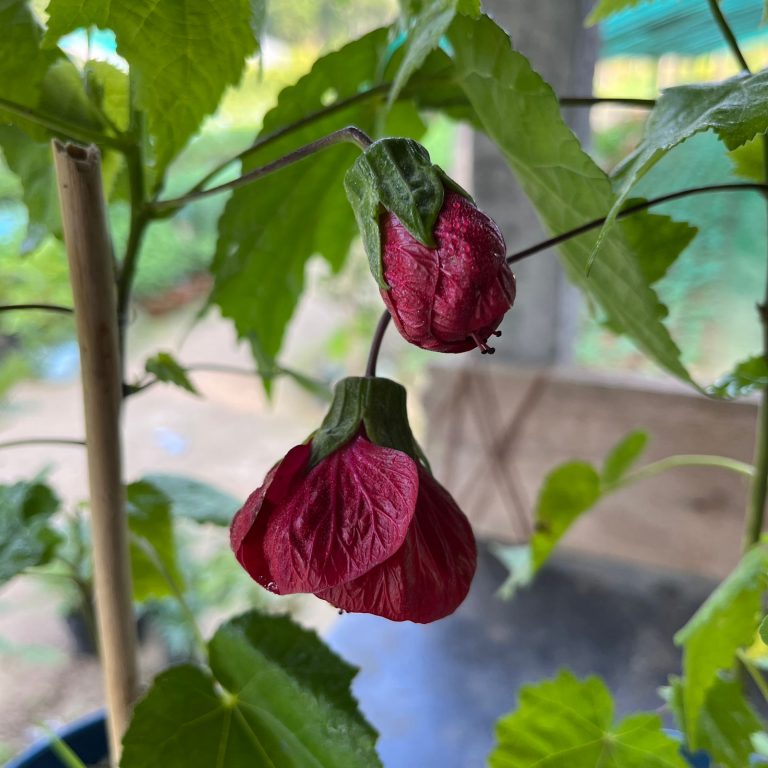 Red Lantern Hibiscus Plant | Deep Crimson Chinese Lantern Flower | Abutilon Ornamental Shrub