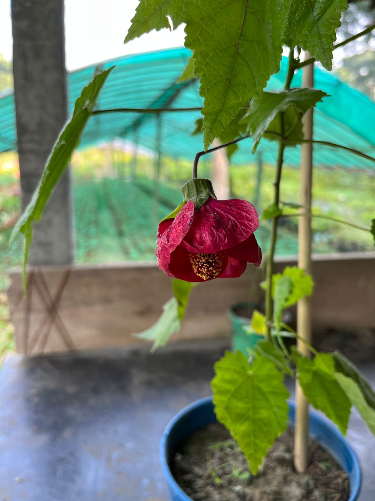 Red Lantern Hibiscus Plant | Deep Crimson Chinese Lantern Flower | Abutilon Ornamental Shrub — photo 2