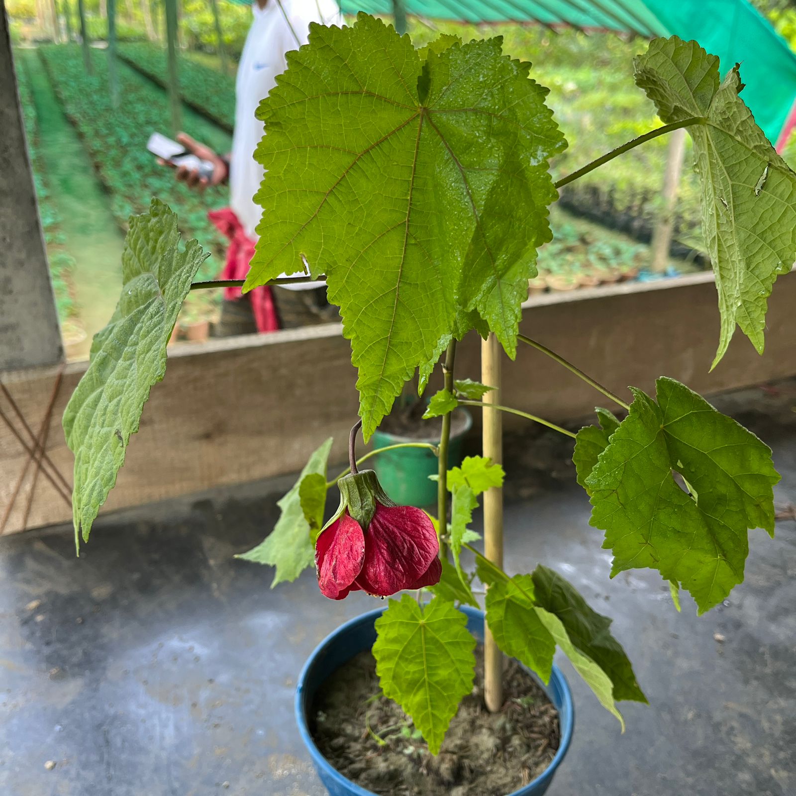 Red Lantern Hibiscus Plant | Deep Crimson Chinese Lantern Flower | Abutilon Ornamental Shrub — photo 3