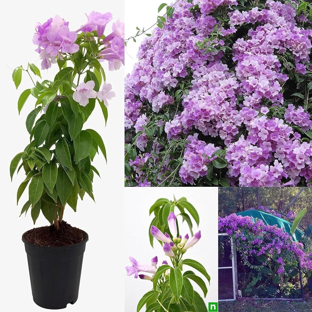 Garlic Vine Plant | Purple Flowering Climber | Mansoa Alliacea | Beautiful Outdoor Vine