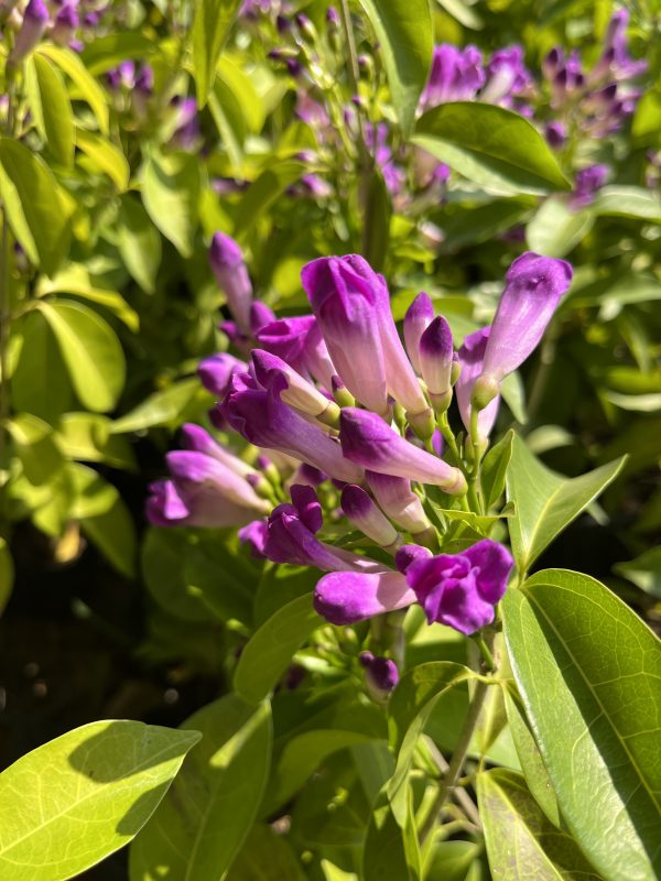 Garlic Vine Plant | Purple Flowering Climber | Mansoa Alliacea | Beautiful Outdoor Vine — photo 2