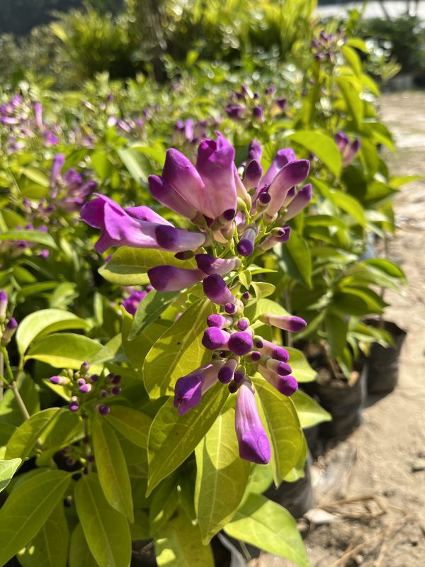 Garlic Vine Plant | Purple Flowering Climber | Mansoa Alliacea | Beautiful Outdoor Vine — photo 3
