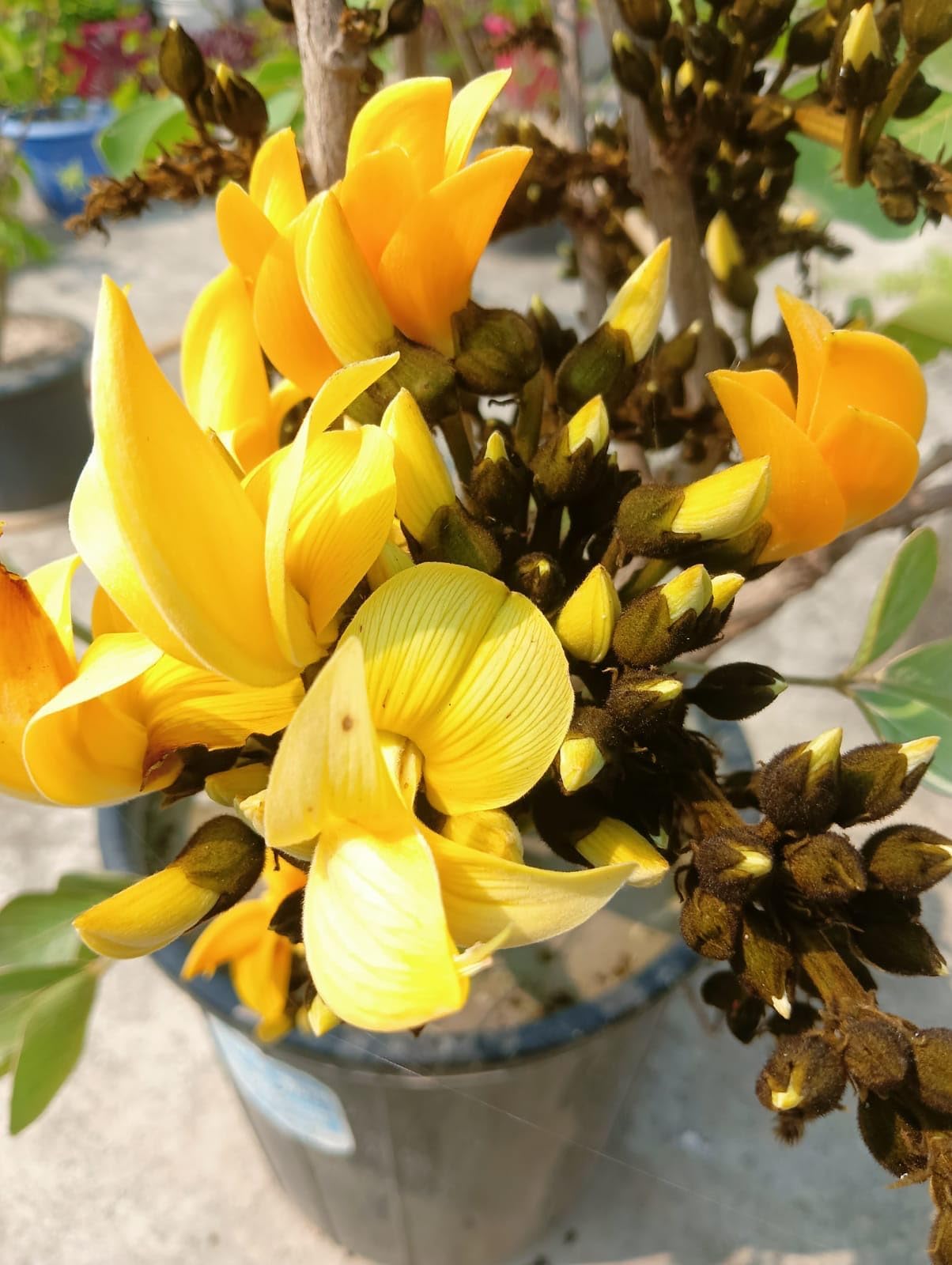 Yellow Butea Monosperma | Rare Yellow Palash Plant | Grafted Flowering Tree