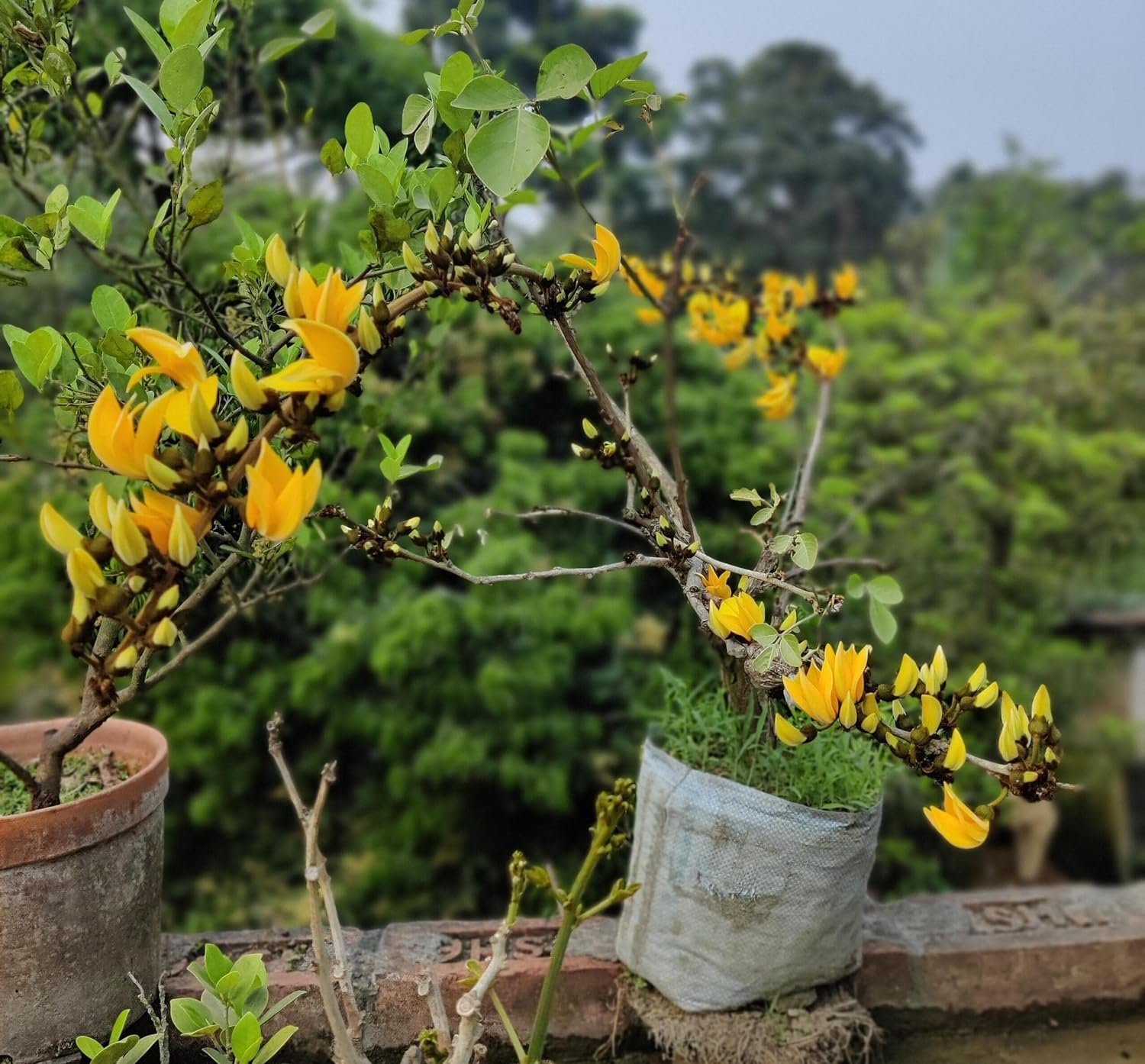 Yellow Butea Monosperma | Rare Yellow Palash Plant | Grafted Flowering Tree — photo 2
