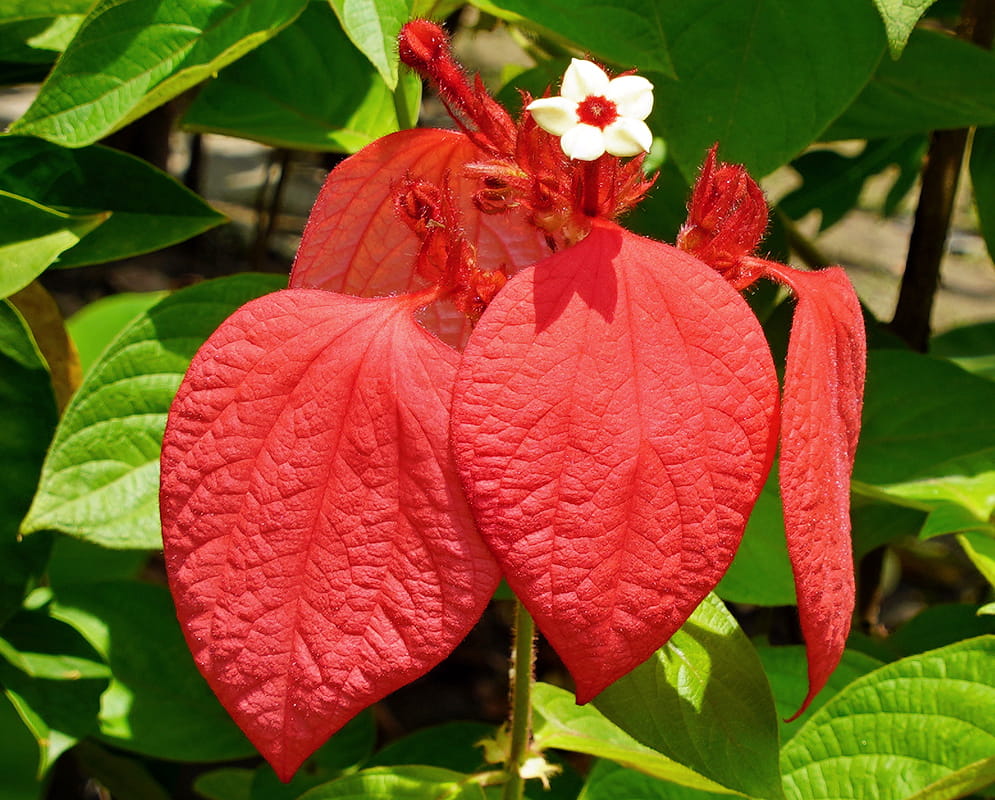 Mussaenda Red Plant | Bright Red Bract Flower | Premium Tropical Ornamental Shrub