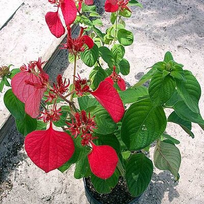 Mussaenda Red Plant | Bright Red Bract Flower | Premium Tropical Ornamental Shrub — photo 2