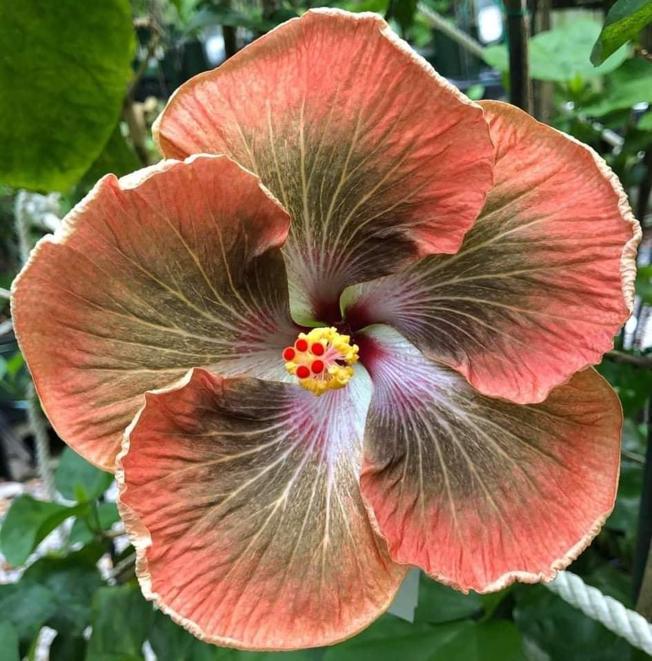 Austrian Hibiscus Plant | Rare Bronze-Copper Hybrid Hibiscus | Exotic Garden Flower