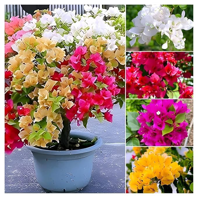 Multi Colour Bougainvillea (5/6 Color Grafted) | Premium Bonsai Flowering Plant