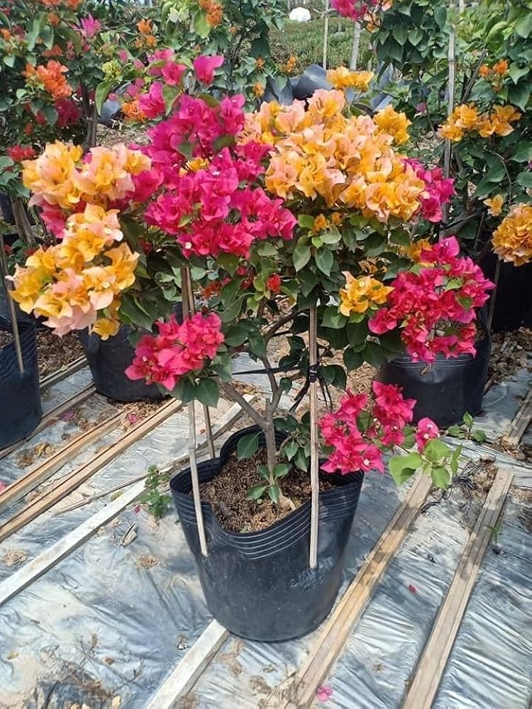 Multi Colour Bougainvillea (5/6 Color Grafted) | Premium Bonsai Flowering Plant — photo 2