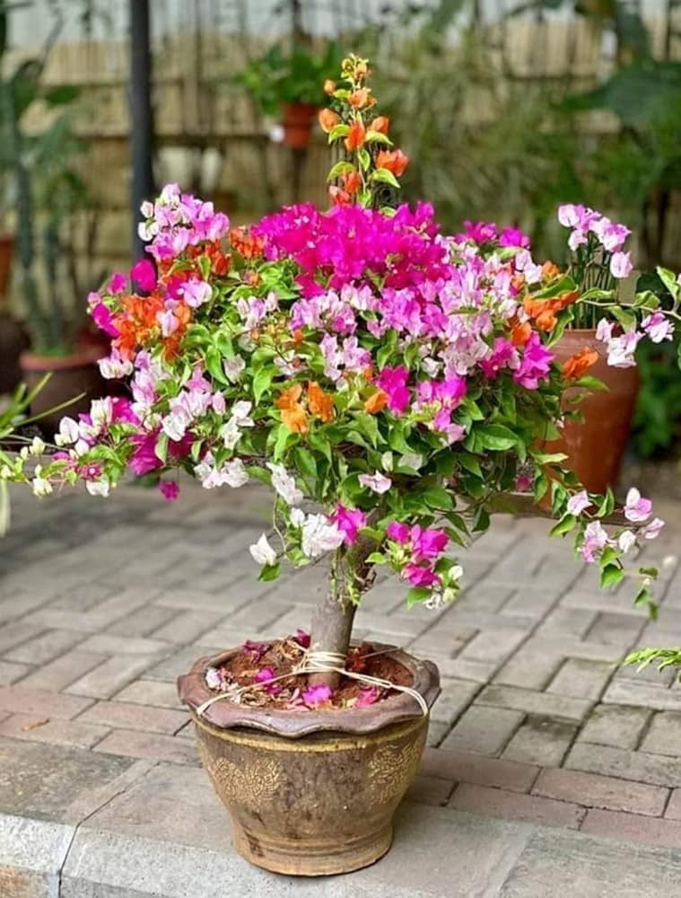 Multi Colour Bougainvillea (5/6 Color Grafted) | Premium Bonsai Flowering Plant — photo 3