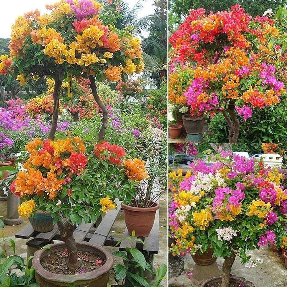 Multi Colour Bougainvillea (5/6 Color Grafted) | Premium Bonsai Flowering Plant — photo 4