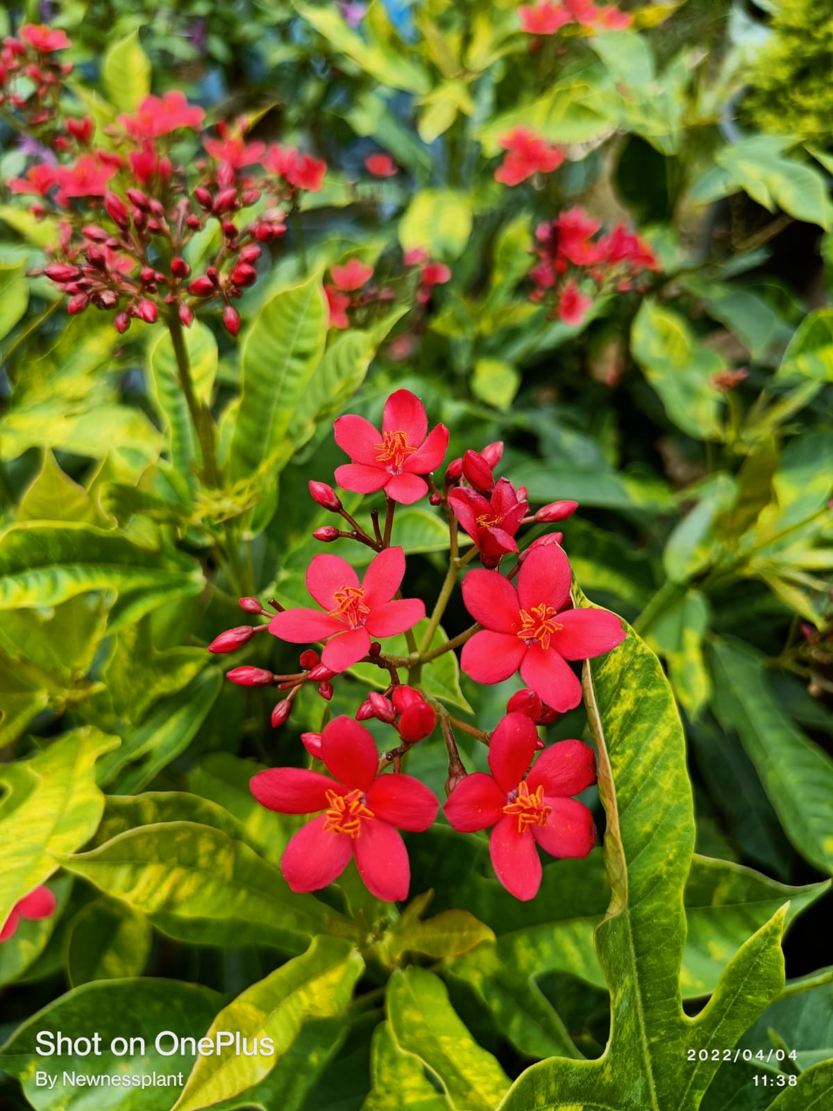 Jatropha Flowering Plant | Bright Red Blooms | Hardy Ornamental Garden Shrub