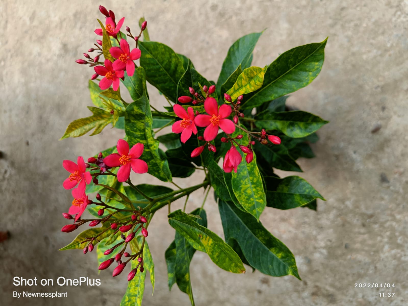 Jatropha Flowering Plant | Bright Red Blooms | Hardy Ornamental Garden Shrub — photo 2