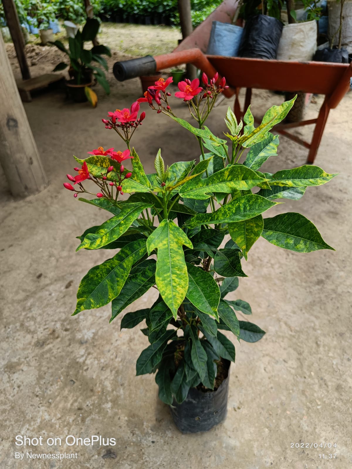 Jatropha Flowering Plant | Bright Red Blooms | Hardy Ornamental Garden Shrub — photo 3