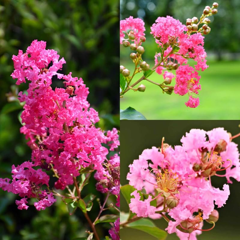 Furush Flower Plant Pink | Lagerstroemia Indica | Heavy Blooming Ornamental Shrub