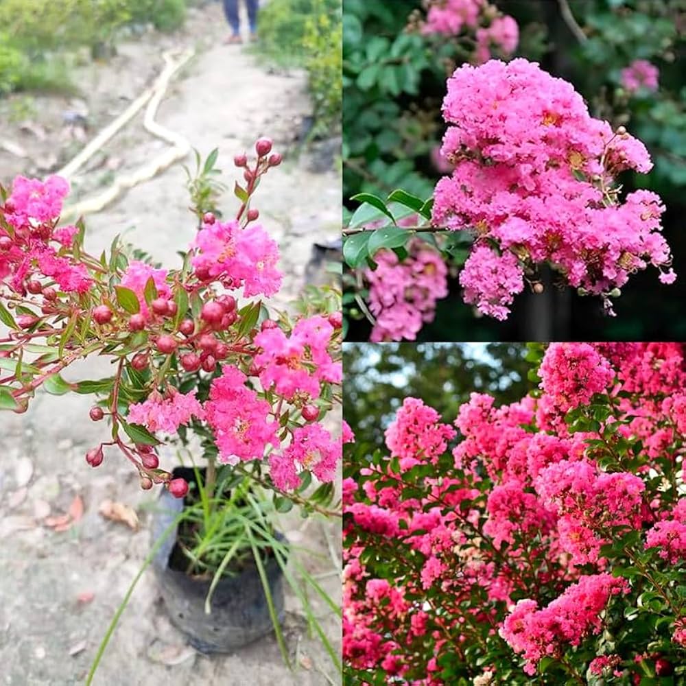 Furush Flower Plant Pink | Lagerstroemia Indica | Heavy Blooming Ornamental Shrub — photo 2
