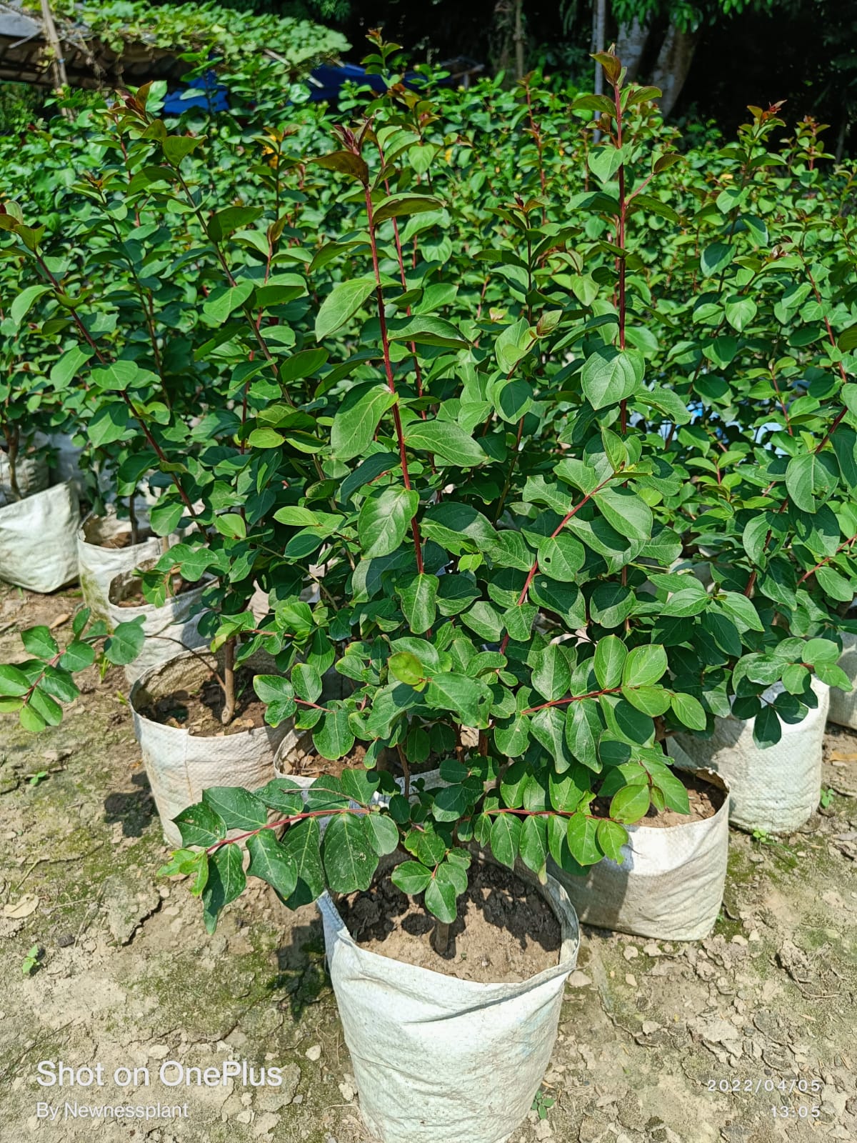 Furush Flower Plant Pink | Lagerstroemia Indica | Heavy Blooming Ornamental Shrub — photo 3