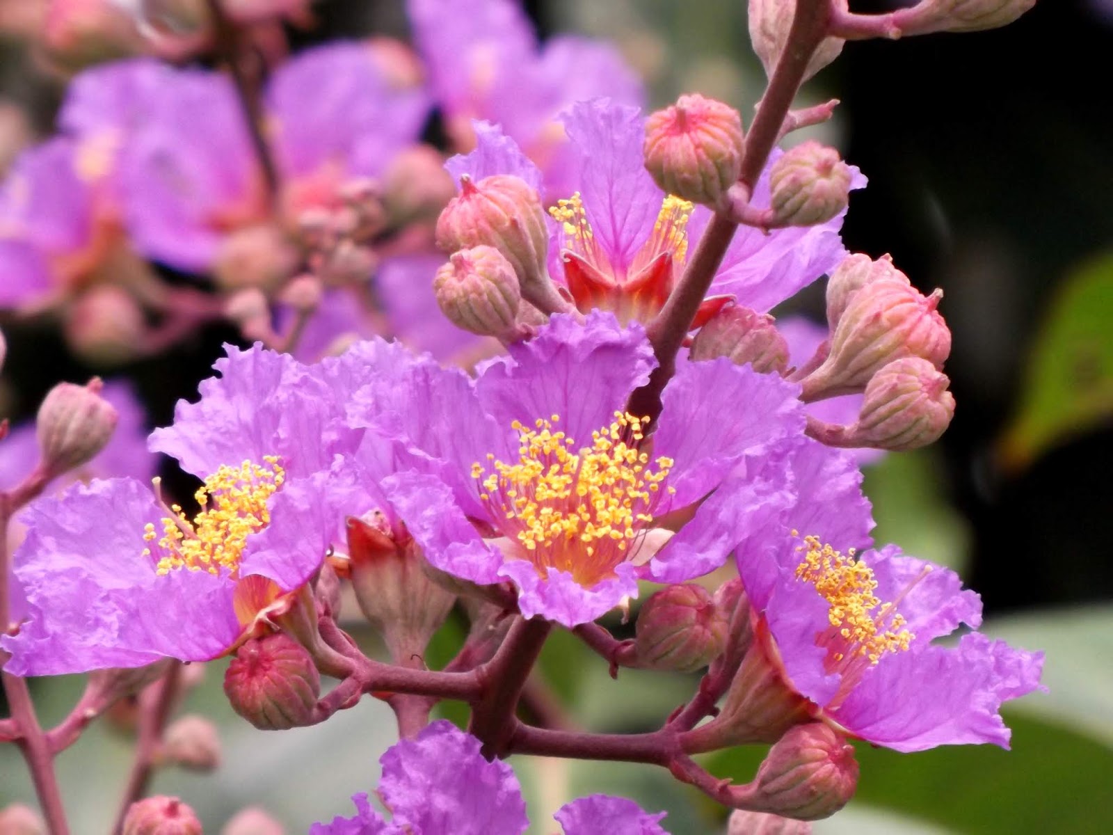 Purple Furush Flowering Plant | Lagerstroemia Speciosa | Queen’s Crape Myrtle