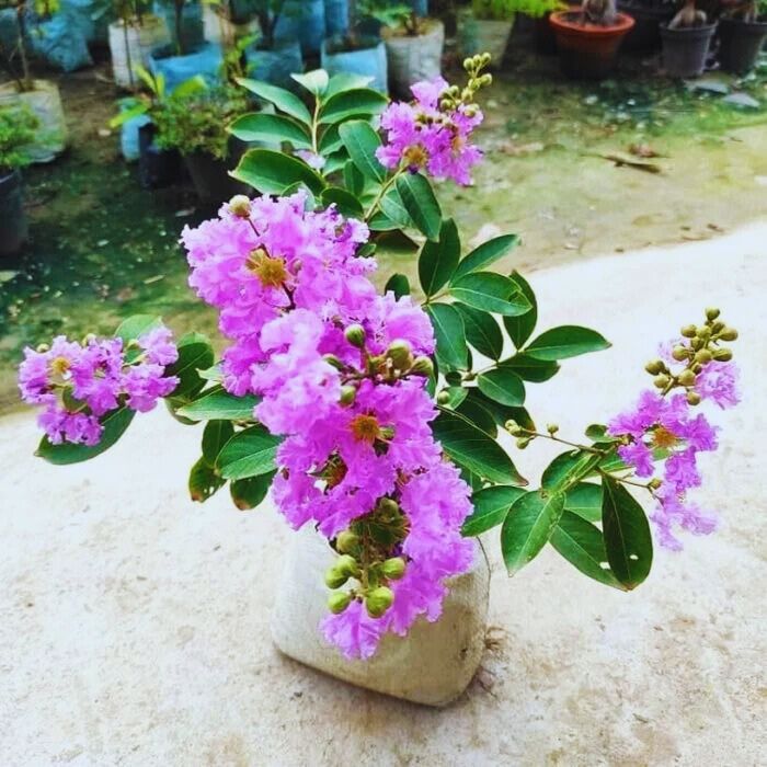 Purple Furush Flowering Plant | Lagerstroemia Speciosa | Queen’s Crape Myrtle — photo 2