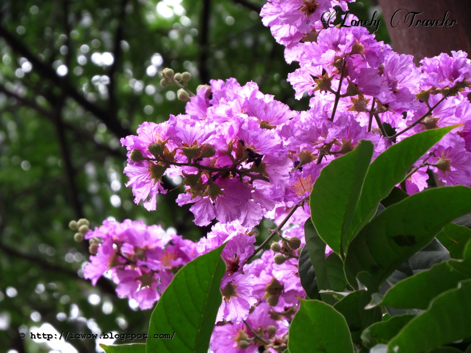Purple Furush Flowering Plant | Lagerstroemia Speciosa | Queen’s Crape Myrtle — photo 3