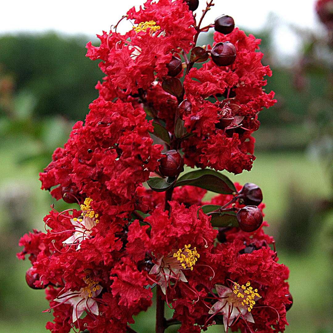 Furush Flower Plant Red | Crimson Red Crape Myrtle | Outdoor Flowering Shrub