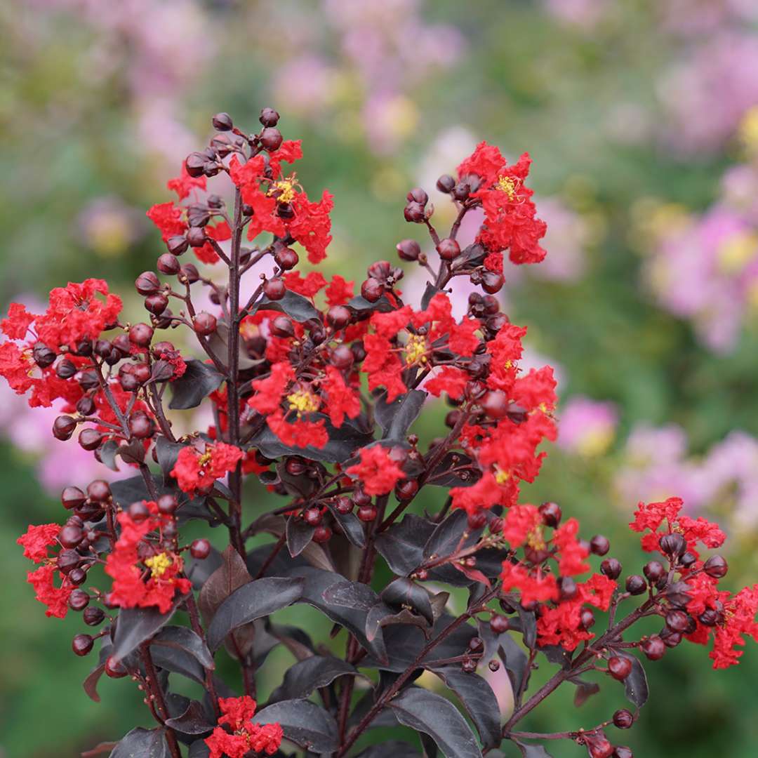 Furush Flower Plant Red | Crimson Red Crape Myrtle | Outdoor Flowering Shrub — photo 2