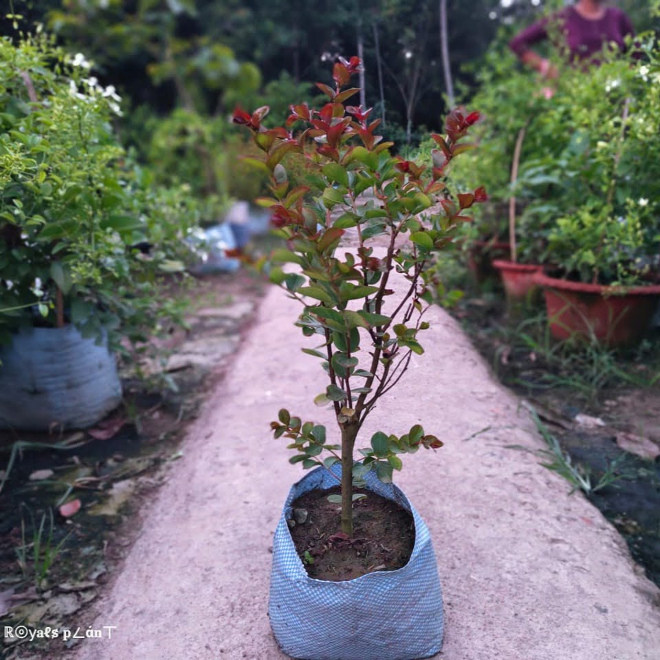 Furush Flower Plant Red | Crimson Red Crape Myrtle | Outdoor Flowering Shrub — photo 3