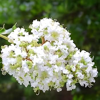 White Furush Flower Plant | Snow-White Crape Myrtle | Outdoor Flowering Shrub