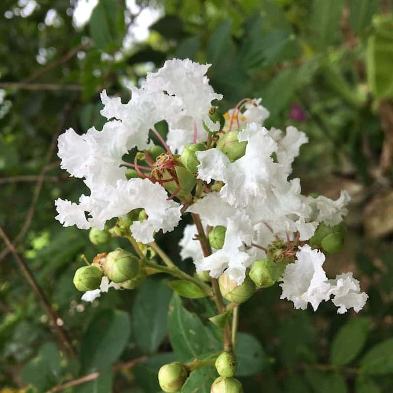 White Furush Flower Plant | Snow-White Crape Myrtle | Outdoor Flowering Shrub — photo 2