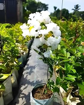 White Furush Flower Plant | Snow-White Crape Myrtle | Outdoor Flowering Shrub — photo 3