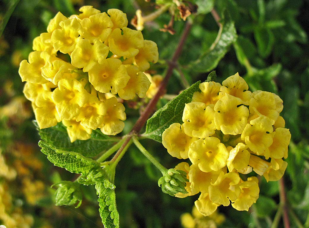 Yellow Lantana Flower Plant | Bright Cluster Blooms | Butterfly Attracting Garden Plant
