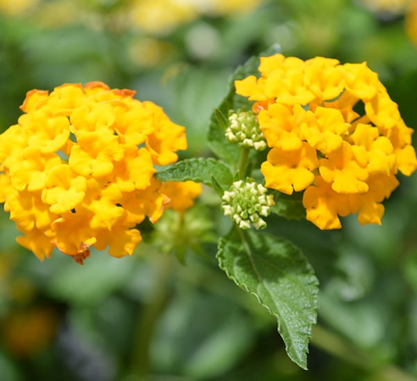 Yellow Lantana Flower Plant | Bright Cluster Blooms | Butterfly Attracting Garden Plant — photo 2