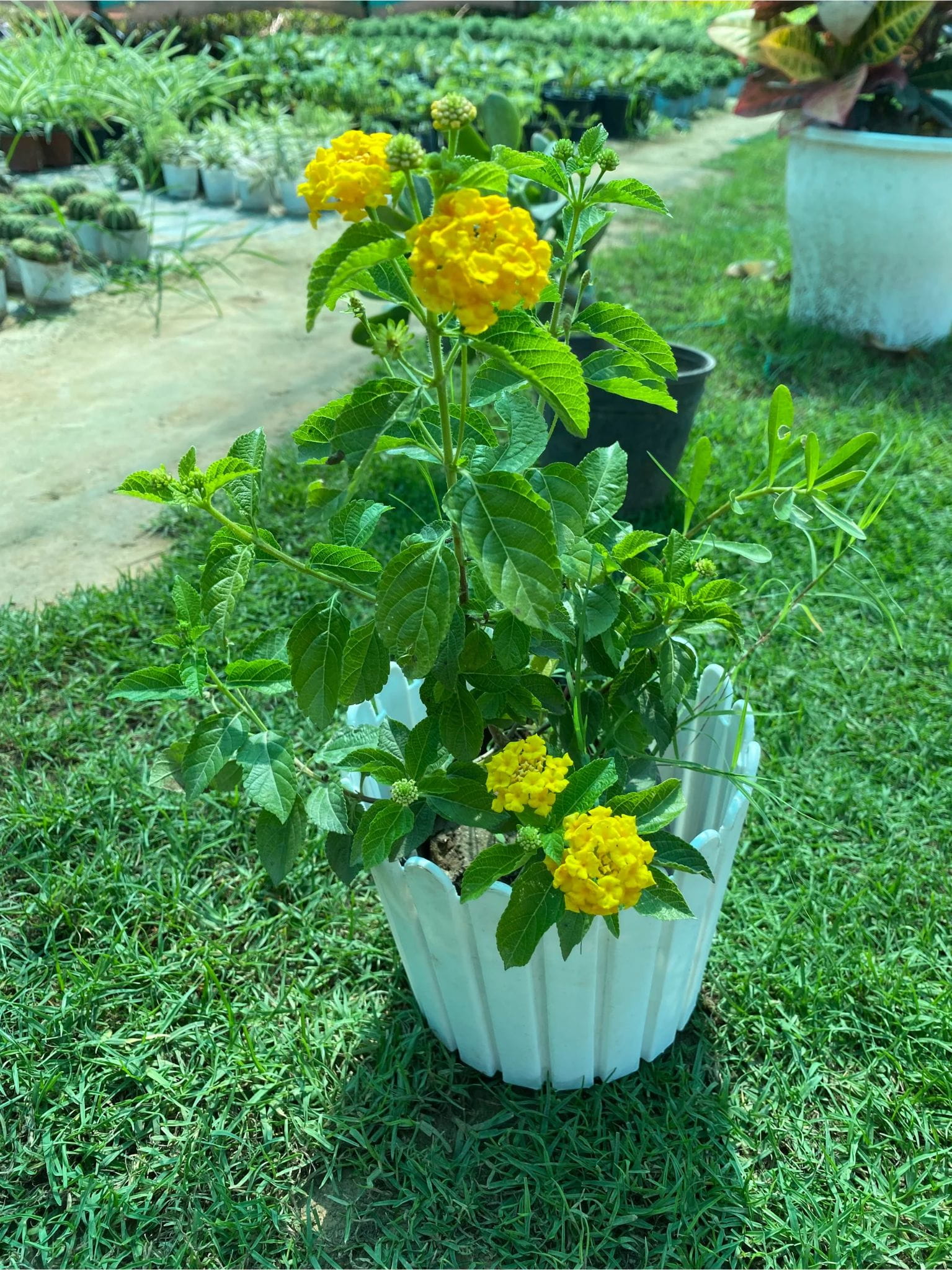 Yellow Lantana Flower Plant | Bright Cluster Blooms | Butterfly Attracting Garden Plant — photo 3