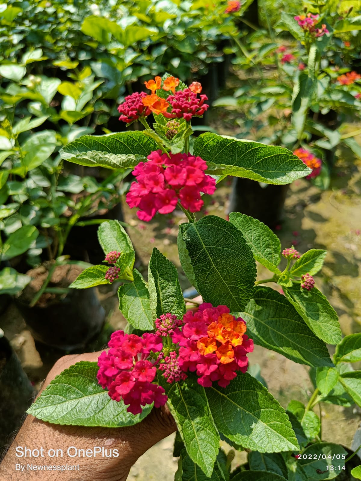 Lantana Red Flower Plant | Multishade Blooming Outdoor Plant | Long-Lasting Garden Flower