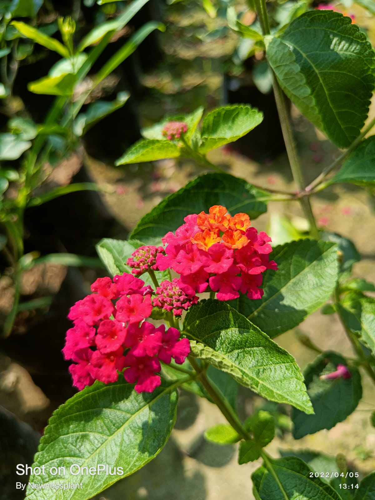 Lantana Red Flower Plant | Multishade Blooming Outdoor Plant | Long-Lasting Garden Flower — photo 2