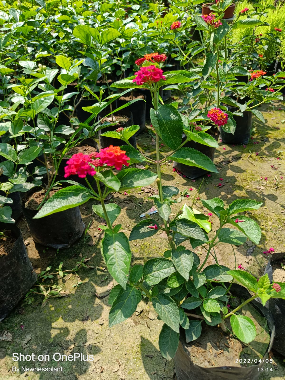 Lantana Red Flower Plant | Multishade Blooming Outdoor Plant | Long-Lasting Garden Flower — photo 3