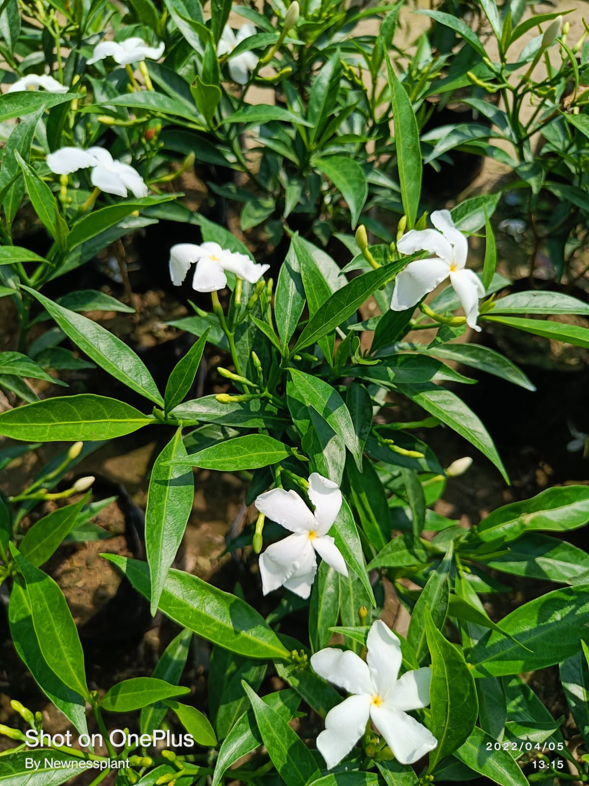 Scented Tagar Plant | White Fragrant Crape Jasmine | Live Flowering Plant