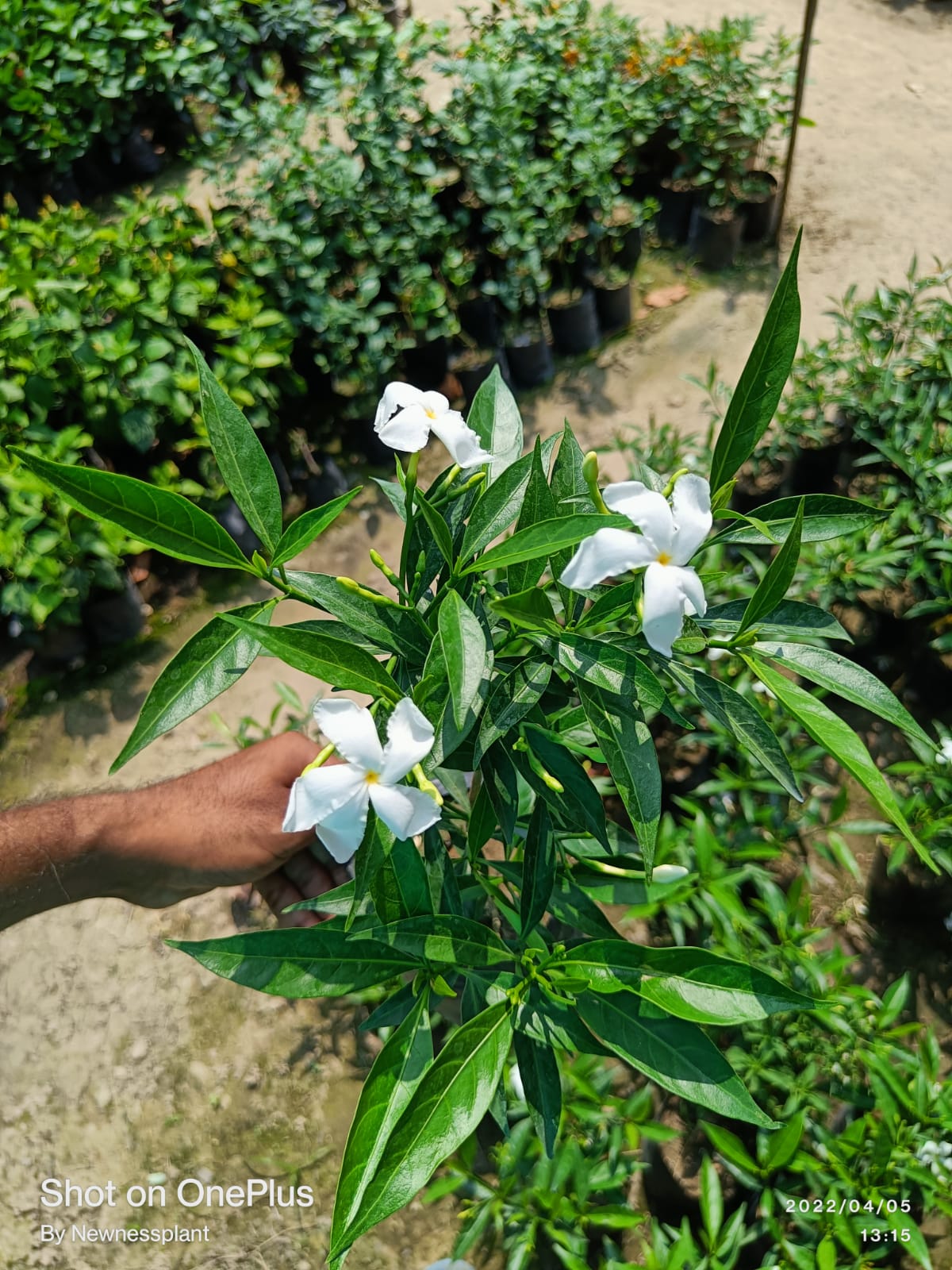 Scented Tagar Plant | White Fragrant Crape Jasmine | Live Flowering Plant — photo 2