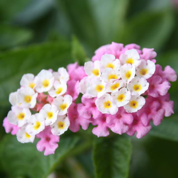 Pink Lantana Flowering Plant | Multi-Shade Cluster Blooms | Live Outdoor Ornamental Plant