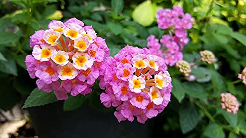 Pink Lantana Flowering Plant | Multi-Shade Cluster Blooms | Live Outdoor Ornamental Plant — photo 2
