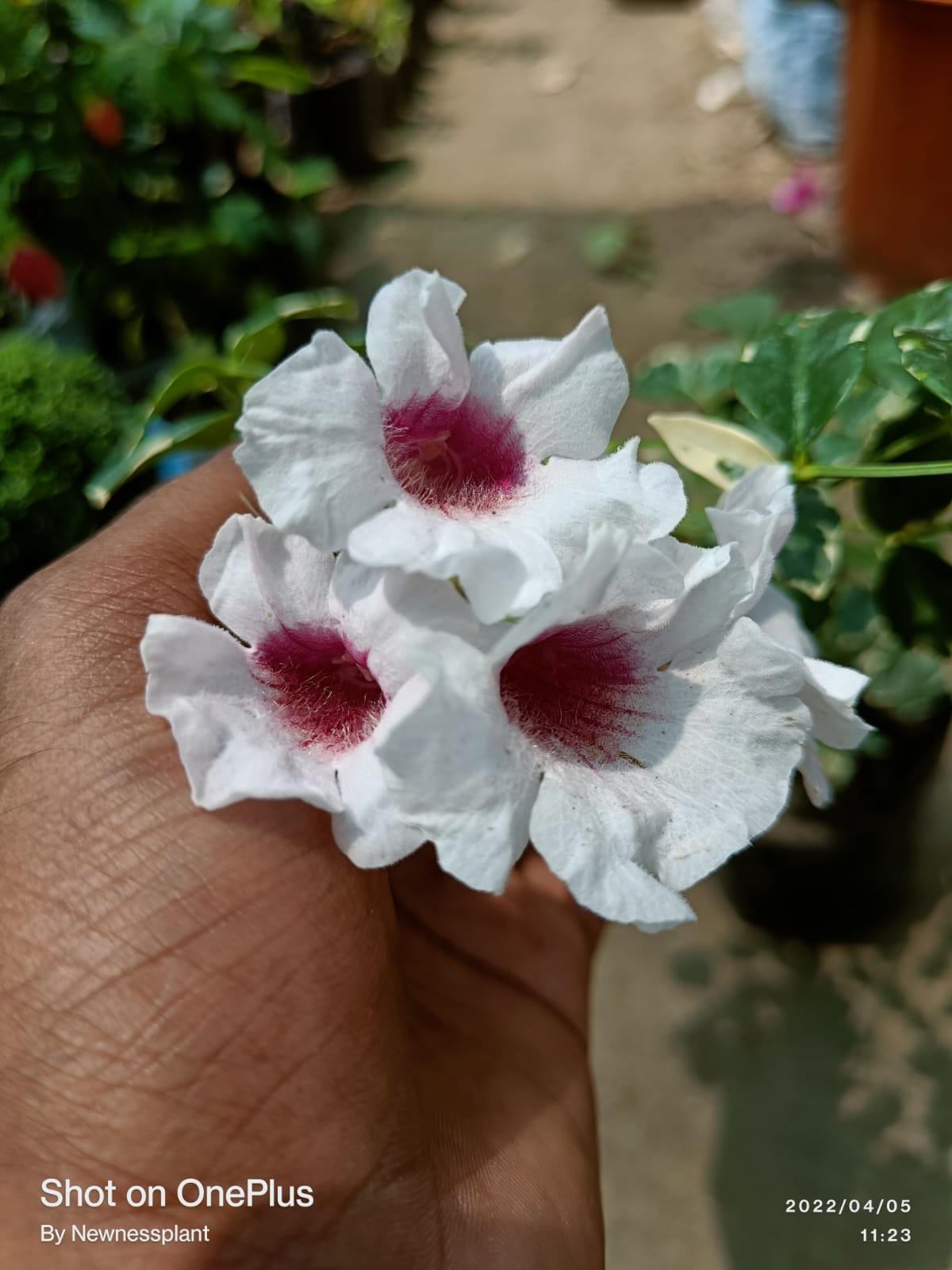 Variegated Tecoma Flowering Plant | White Tecoma with Pink Center | Premium Variegated Foliage